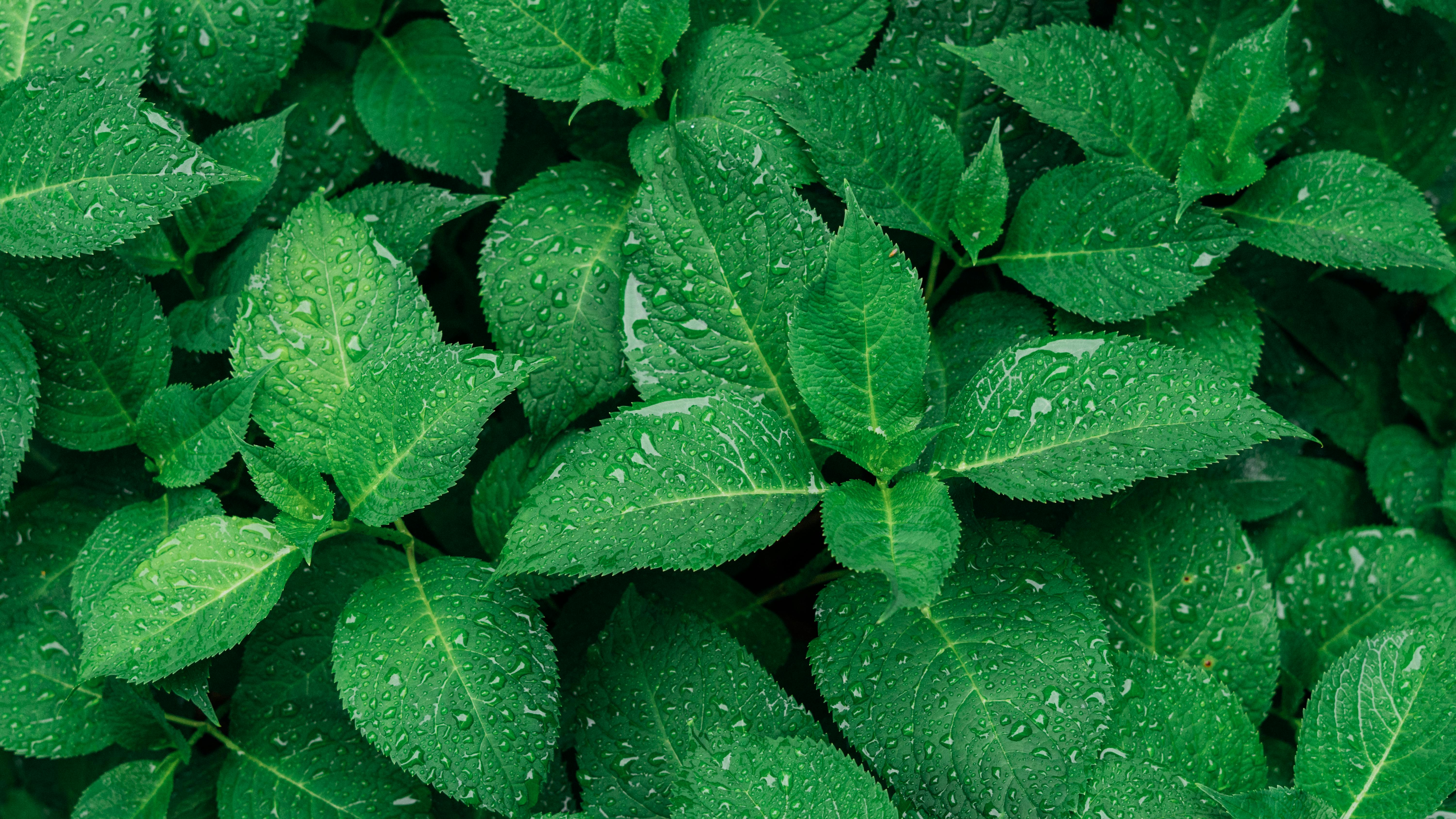 Fresh Herbs