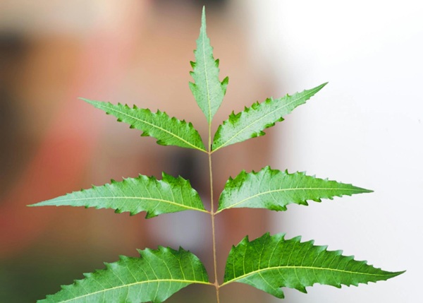 Neem Herbal Tea detail view