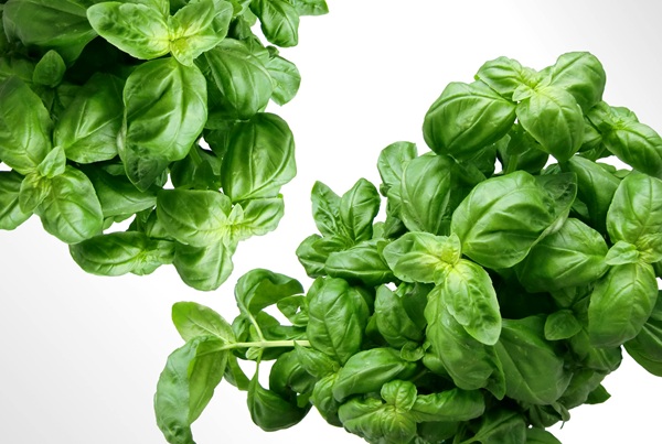 Basil Leaves (Dried Basil) detail view